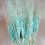 Grau cu spic lung aqua