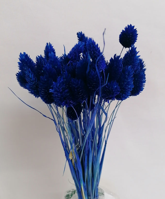 Tallaris albastru inchis