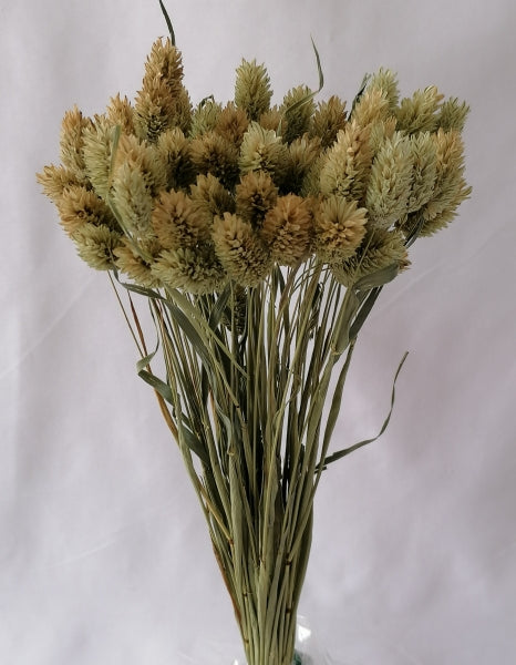 imagine produs Tallaris