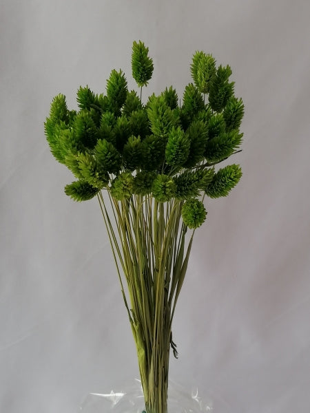 Tallaris verde deschis