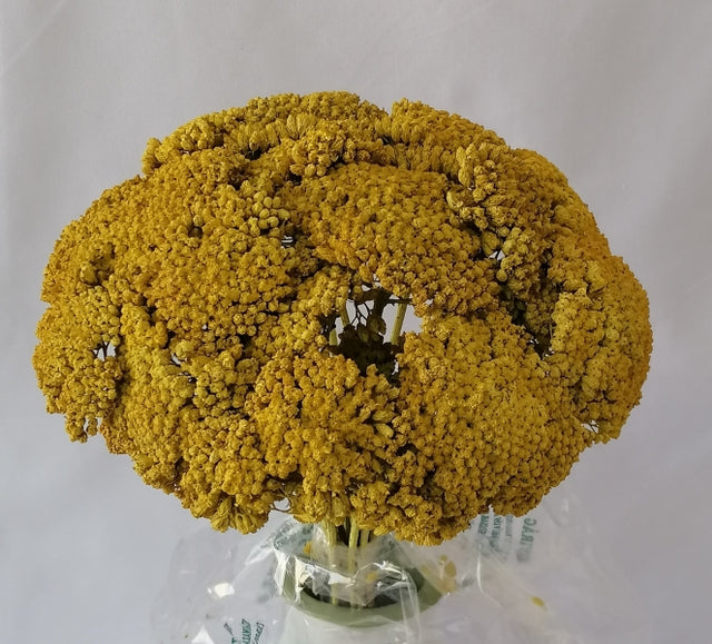 ACHILLEA GALBEN