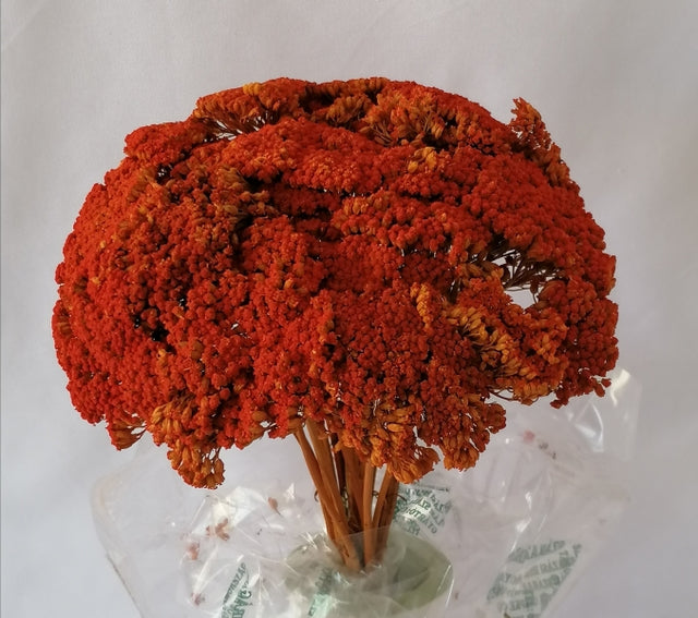 imagine produs Achillea