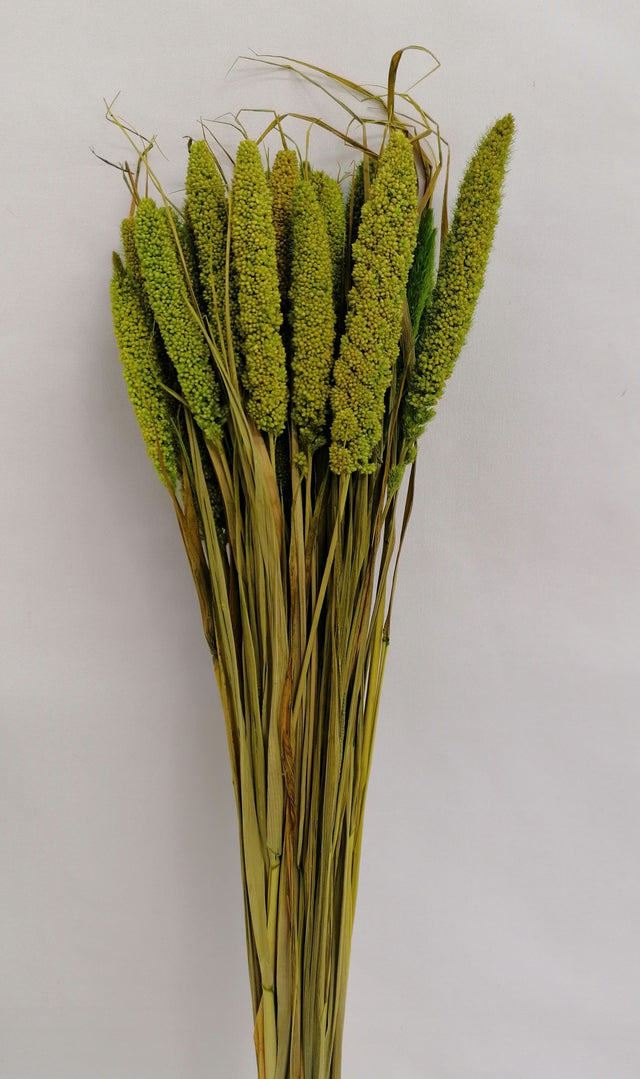 CIUMIZ VERDE DESCHIS