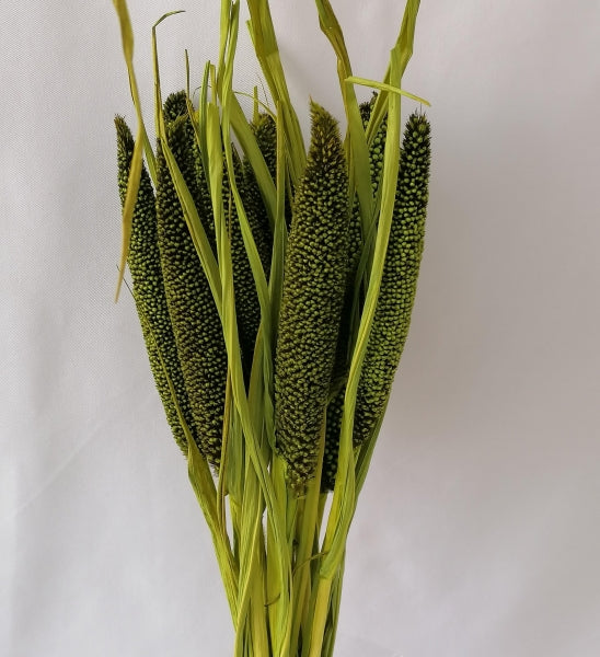 BABALA VERDE DESCHIS