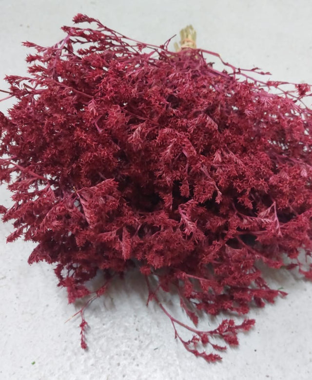 STATICE TATARICA BORDEAUX