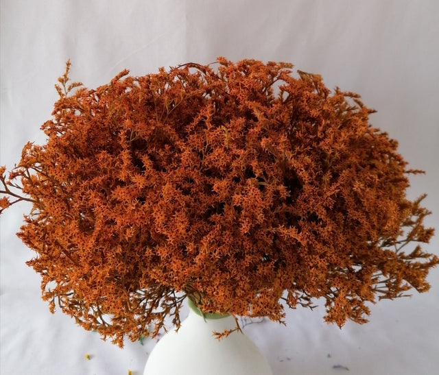 STATICE TATARICA PORTOCALIU