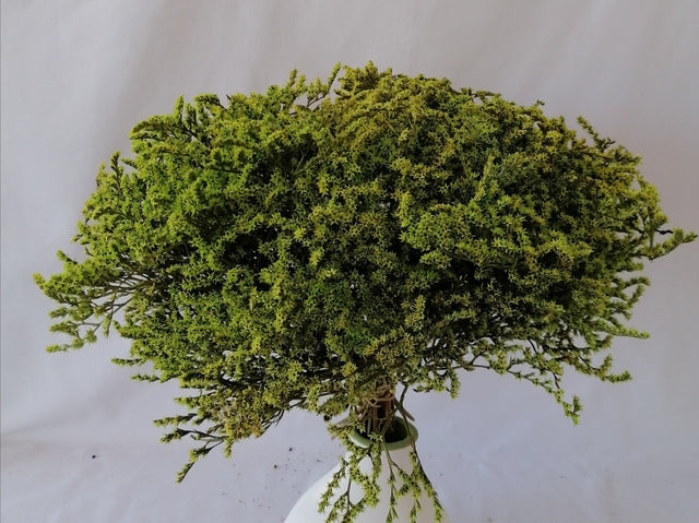 STATICE TATARICA VERDE DESCHIS