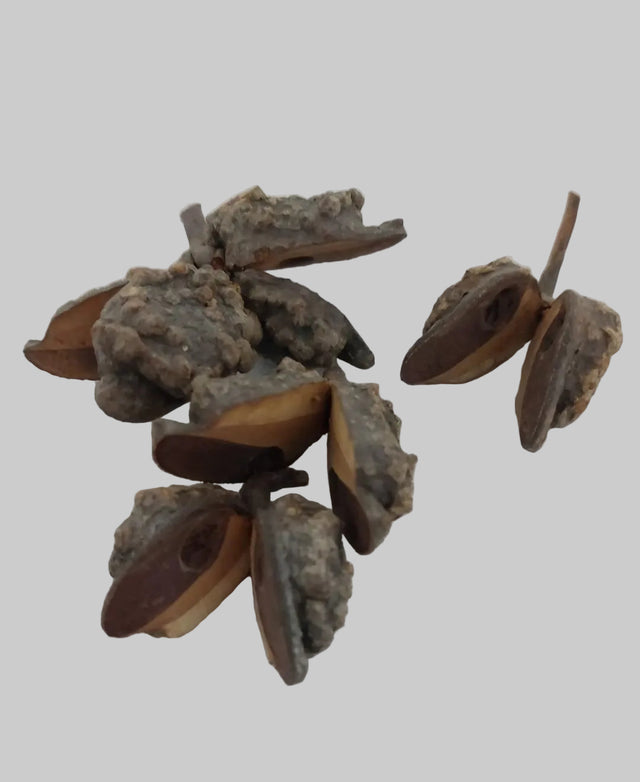Hakea indiane natur