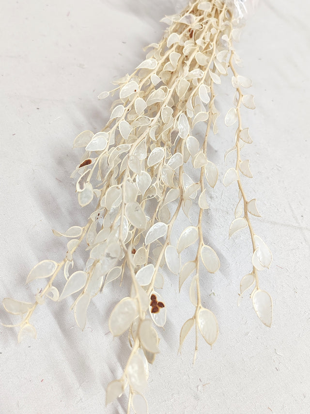 imagine produs Fibigia inalbit