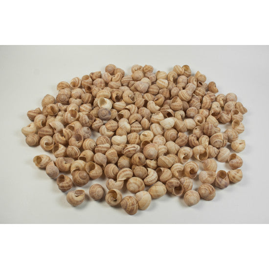 Scoici eticsiga natur 0,5kg