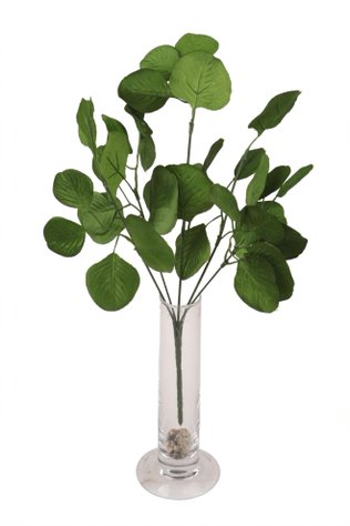 imagine produs Buchet eucalipt cu frunze rotunde x5