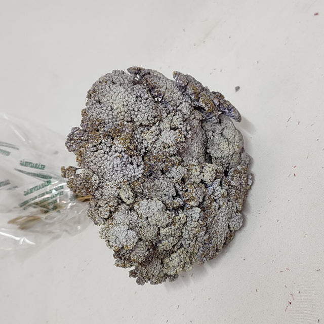 imagine produs Achillea varuit mov deschis