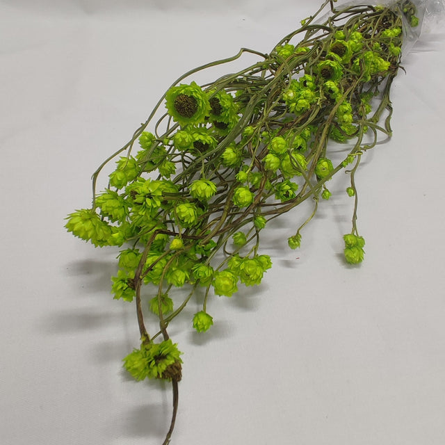 imagine produs Ammobium verde deschis