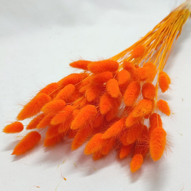 imagine produs Lagurus portocaliu