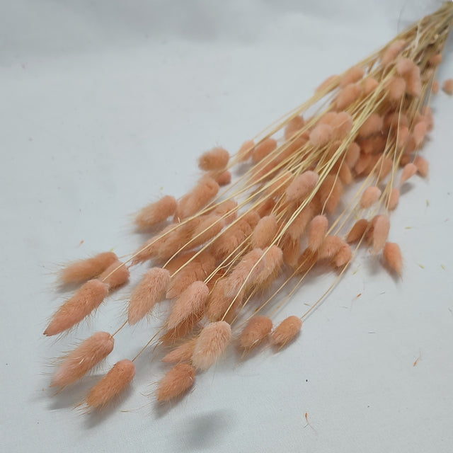 imagine produs Lagurus piersica