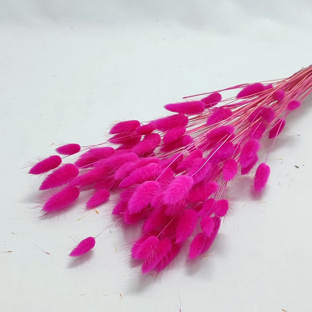 imagine produs Lagurus roz inchis