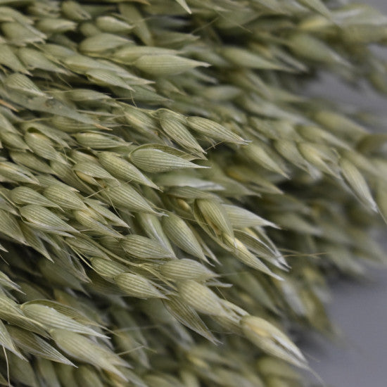 Ovaz 500g natur