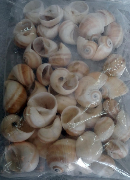 imagine produs Melci 1kg. m123