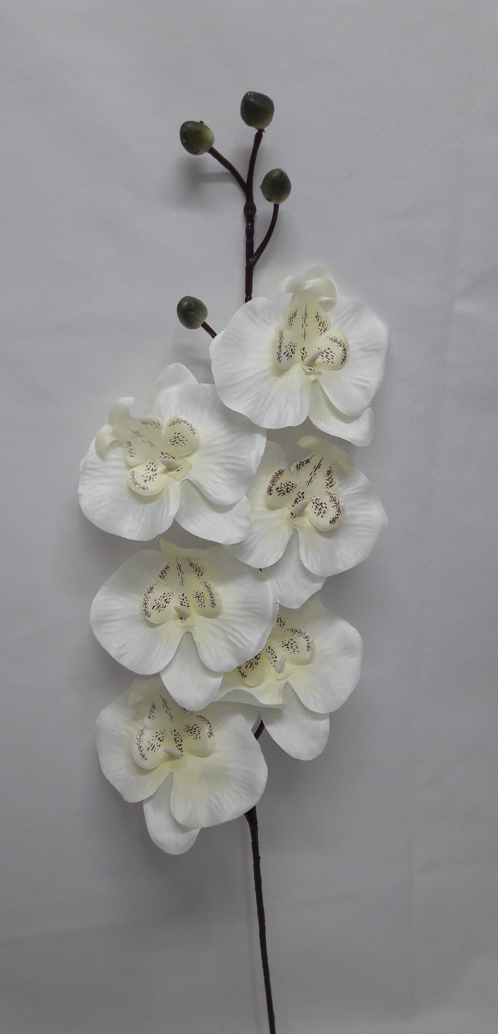 imagine produs Fir orhidee 80cm S/6 crem