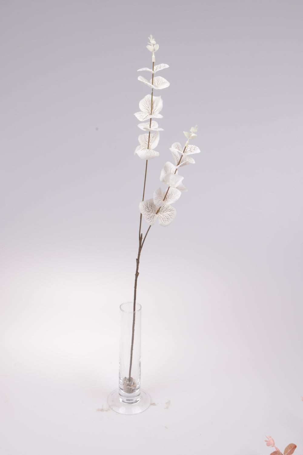 imagine produs Fir eucalipt 60cm s/12
