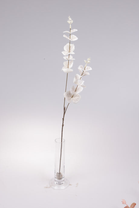 imagine produs Fir eucalipt 60cm s/12