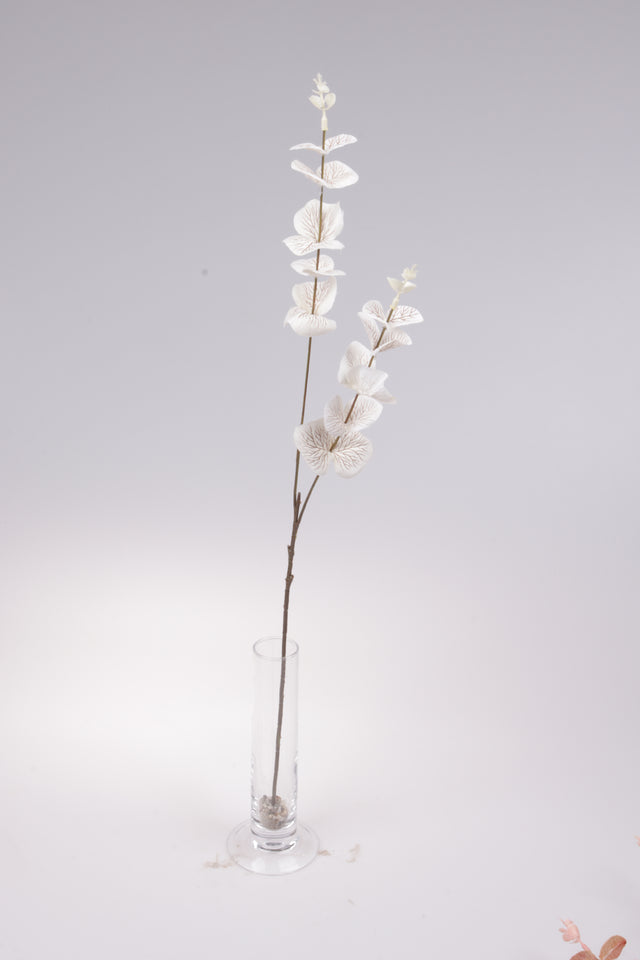imagine produs Fir eucalipt 60cm s/12
