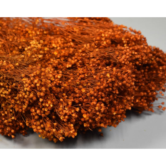 Broom bloom 100g portocaliu