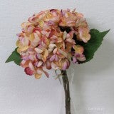 FIR HORTENSIA x3 33CM PIERSICA