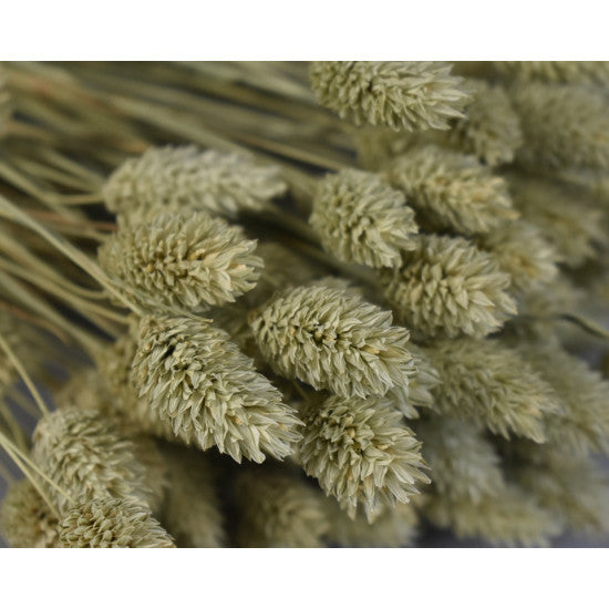 Tallaris 100g natur