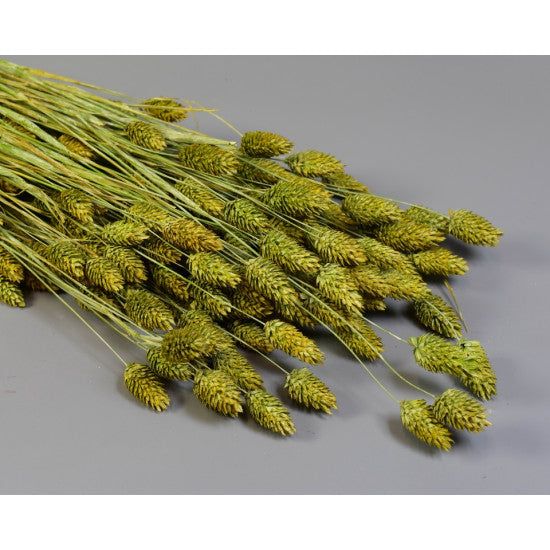 Tallaris 100g brumat verde deschis