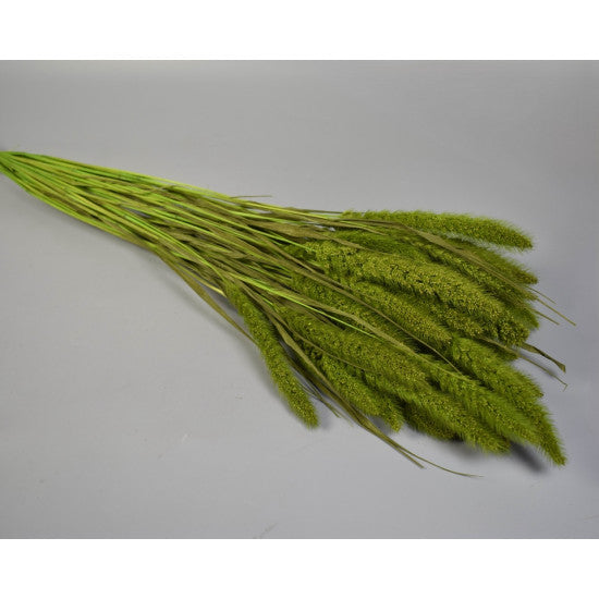 Mohor 100gr verde deschis