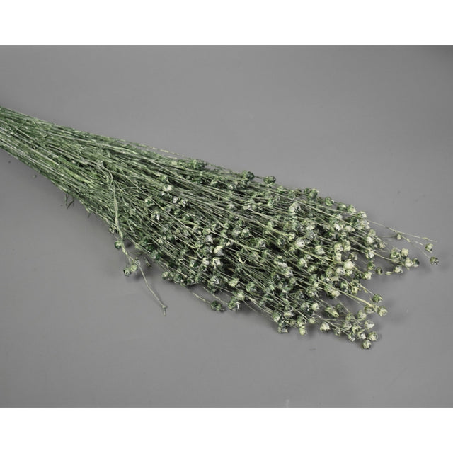 In 100gr brumat verde inchis