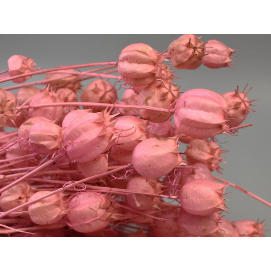 Nigella damascena 100gr inalbit roz