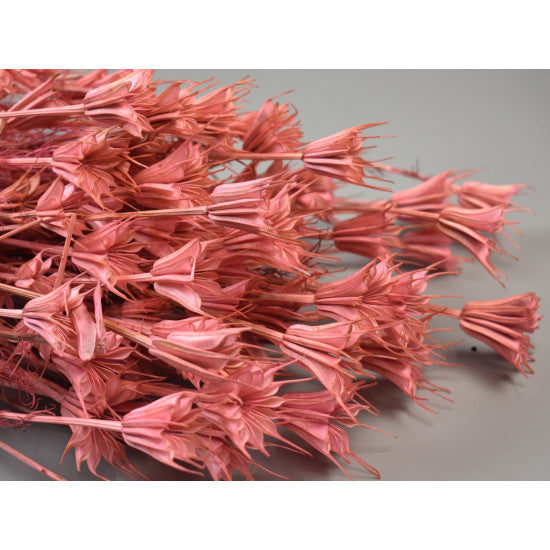Nigella orientale 100gr inalbit roz