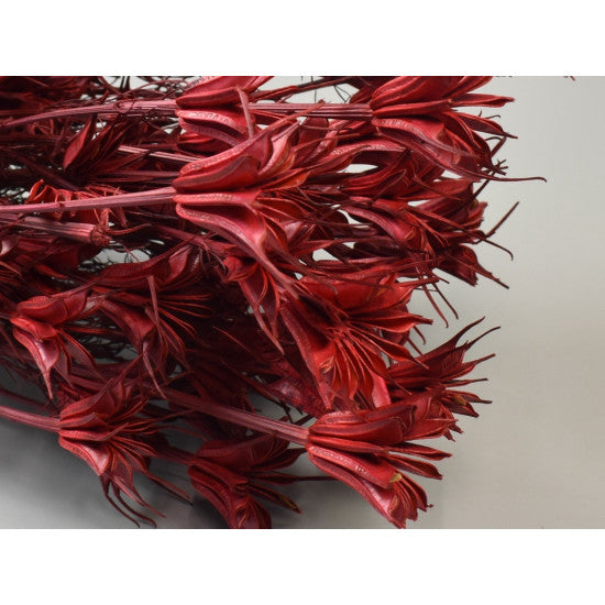 Nigella orientale 100gr rosu