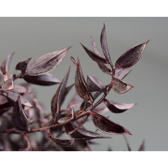 Ruscus brumat bordeaux 0.2kg