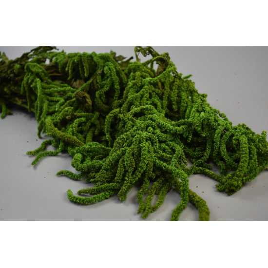 Amaranthus caudatus preparat verde deschis 2x0.2kg