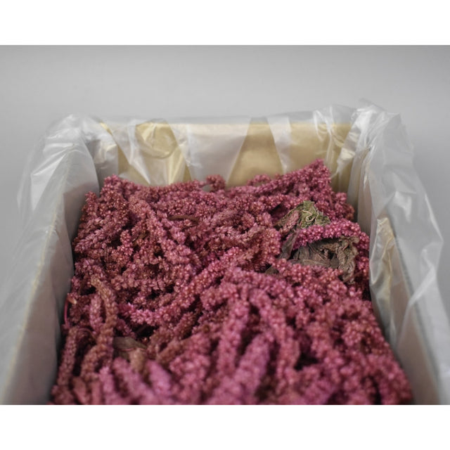 Amaranthus caudatus preparat roz 2x0,2kg