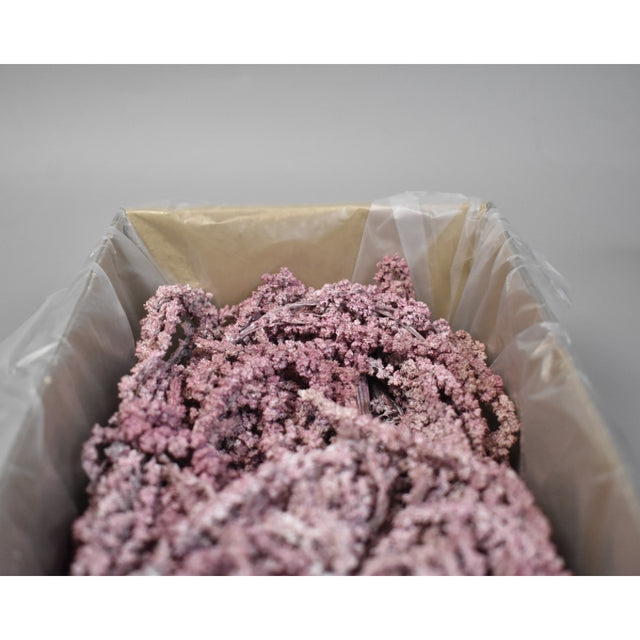 Amaranthus caudatus preparat brumat roz 2x0,2kg