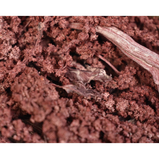 Amaranthus caudatus preparat brumat rosu 2x0,2kg