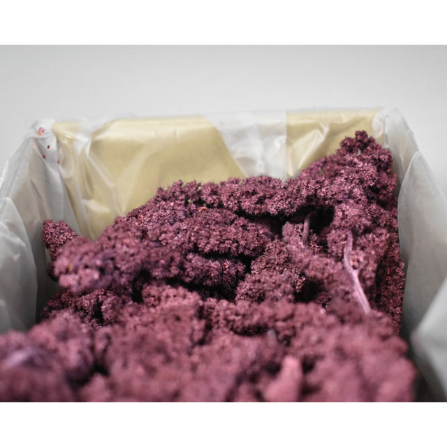 Amaranthus caudatus preparat brumat bordeaux 2x0,2kg