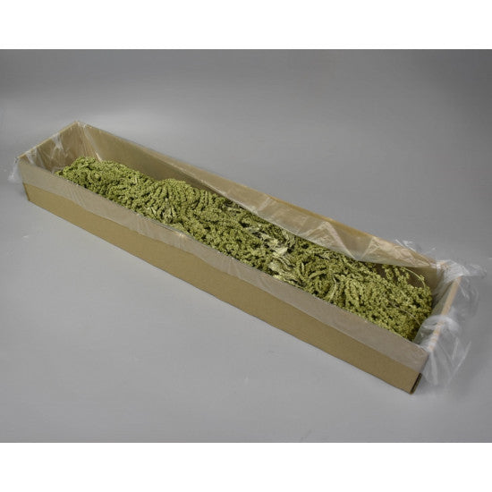 Amaranthus caudatus preparat brumat verde deschis 2x0,2kg