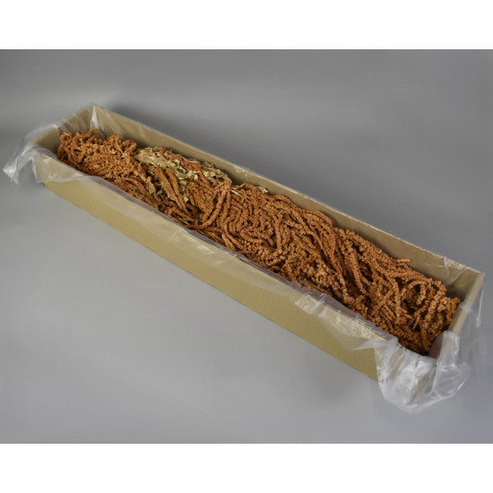 Amaranthus caudatus preparat brumat portocaliu 2x0,2kg