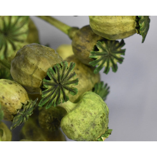 Mac tratat mini verde deschis