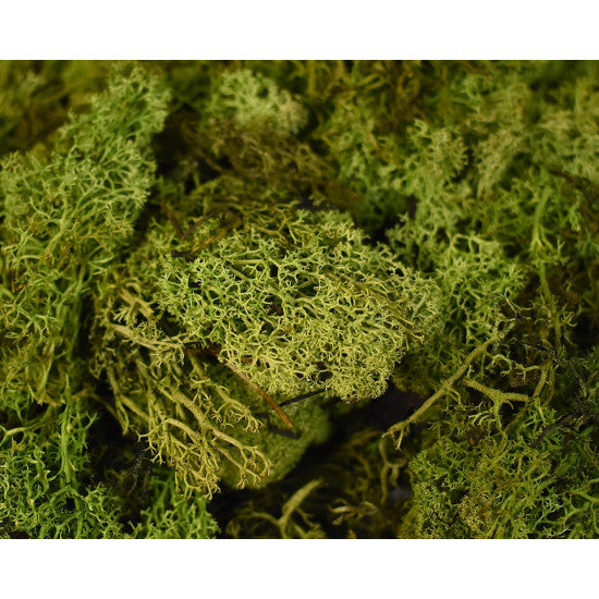 Muschi Islanda. 0,25kg verde deschis