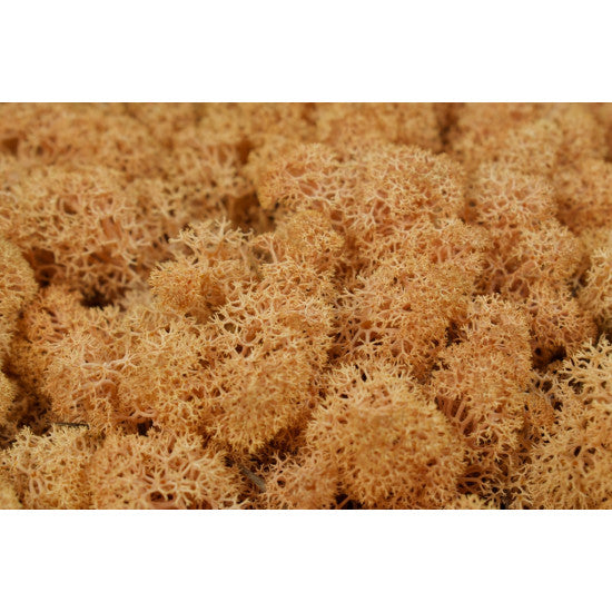 Muschi Islanda 500gr piersica