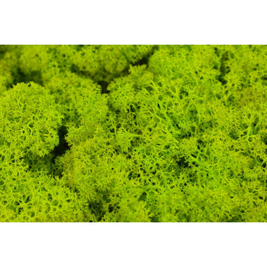 Muschi Islanda 500g verde deschis
