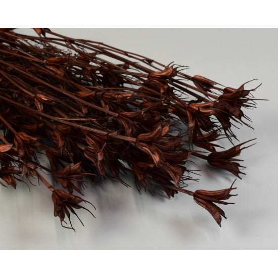 Nigella orientale 100gr maro
