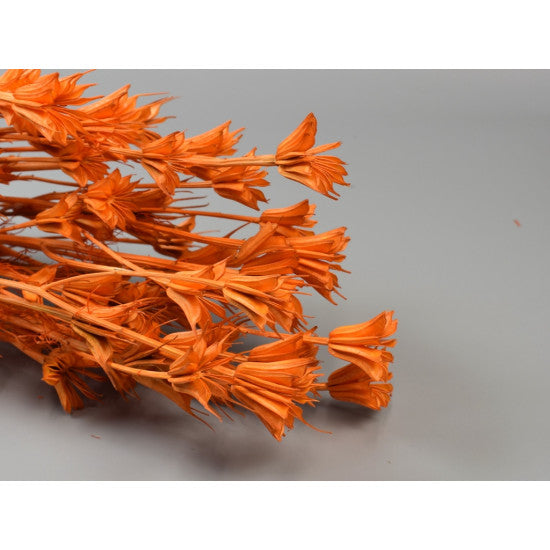 Nigella orientale 100g inalbit portocaliu