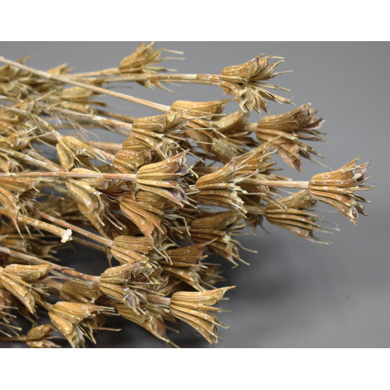 Nigella orientale 100gr cu chiciura